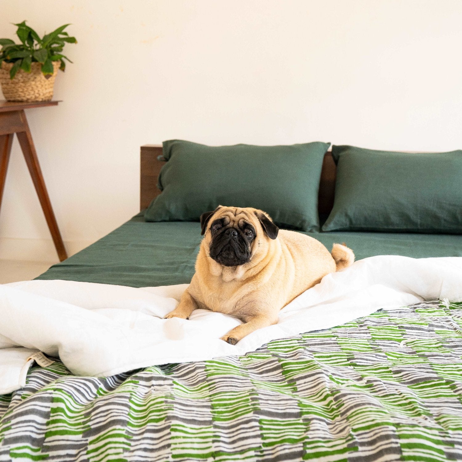 Earthy olive sheet set on a bed with cozy layered blankets and a lounging dog